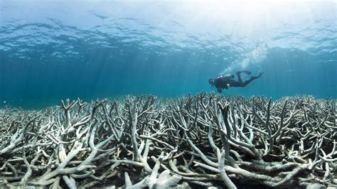 describe  factors   damage coral reefs