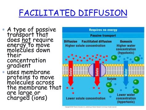facilitated diffusion powerpoint    id