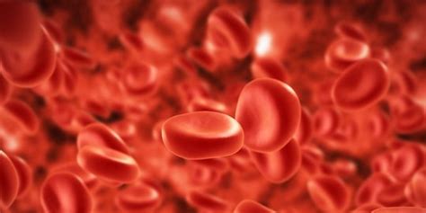 Fungsi Eritrosit Sel Darah Merah Yang Penting Bagi Tubuh Beserta