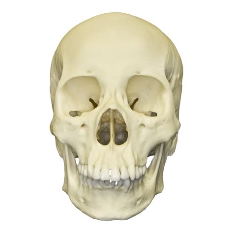 replica human female asian mongoloid skull  sale skulls