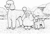 Coloring Pages Dog Poodle Printable Choose Board sketch template