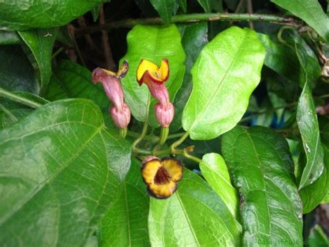 pararistolochia praevenosa richmond birdwing butterfly vine australian native  food