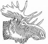 Moose Drawing Antlers Outline Head Coloring Elk Drawings Moosehead Face Pages Breweries Limited Getdrawings Ipaustralia Au Antler Paintingvalley Static sketch template