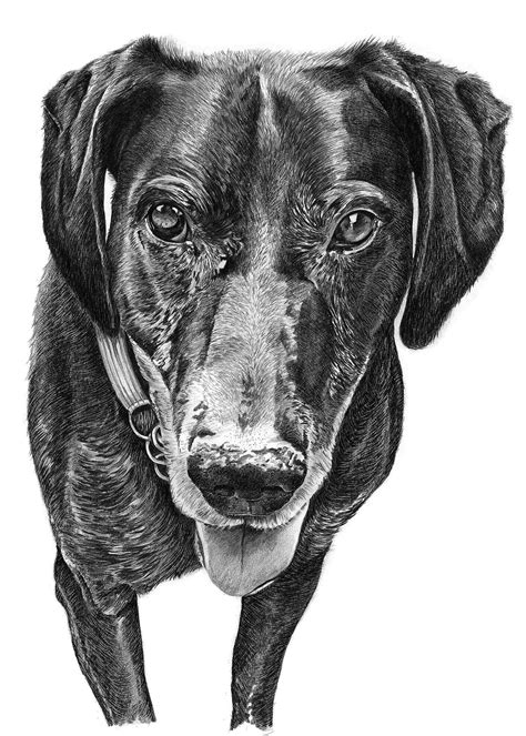 dog breeds drawing top view dog bread