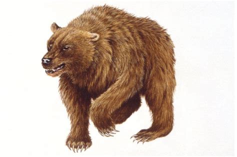 extinction humans played big role  demise   cave bear bbc news