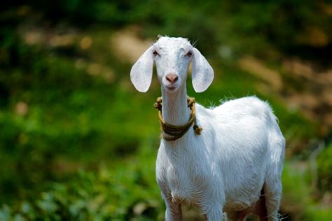 goat images   pictures  unsplash