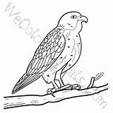 Falcon Peregrine Coloring Pages Click sketch template