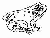Coloring Bull Frog Bullfrog Pages Landscape Drawing Draw Frosch Frogs Printable Books Zeichnung Malvorlagen Colouring Getcolorings Choose Board 32kb 556px sketch template