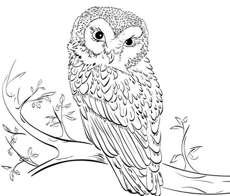 owl coloring pages printable