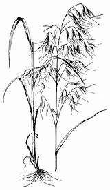 Oats Avena Drawing Sativa Oat Grains Silhouette Plants Clipart Picpng Vector Vectors Getdrawings Fatua Paintingvalley Barbata Clipartkey Premium sketch template