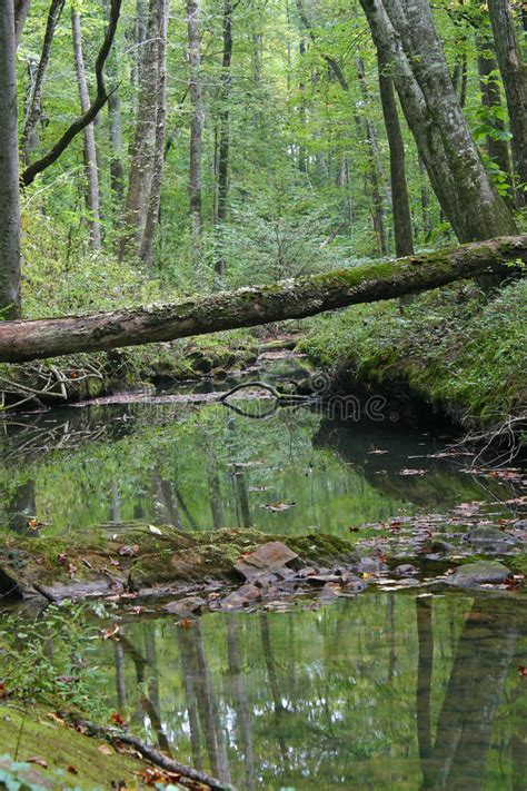 fallen log  small stream stock photo image  woods hiking