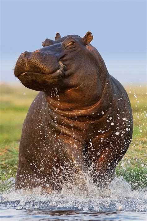 top  hippopotamus funny images yadbinyaminorg