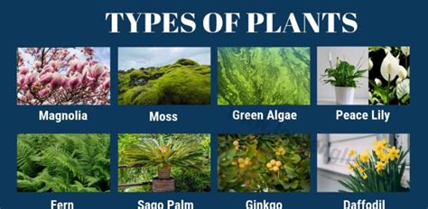 types  plants proprofs quiz