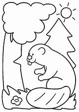 Castor Colorat Castori Dyr Castores Planse Dieren Beavers Websincloud Biber 1594 Animale P08 Tekeningen Fargelegging Fargelegge Beaver Bobry Kolorowanki Fargelegg sketch template