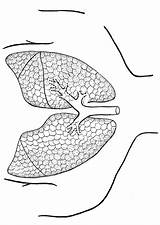 Polmoni Pulmones Lungs Lungen Longen Malvorlage sketch template
