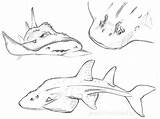 Guitarfish Coloring Fin Shark 65kb 600px sketch template