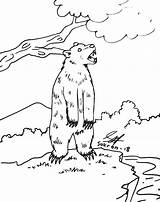 Mewarnai Hewan Beruang sketch template