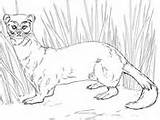 Coloring Footed Ferret Ermine Stoat sketch template