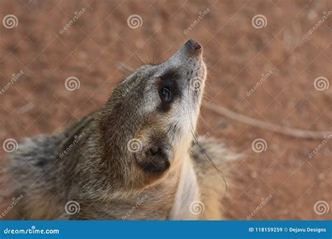 meerkat   nose raised   sky stock image image  wild mammal