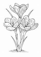 Crocus Flower Drawing Coloring Choose Board Pages Flowers sketch template