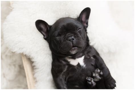 olive frenchie puppy newborn photoshoot socutephotocom