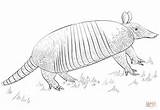 Coloring Pages Armadillo Drawing Draw Banded Nine Animal Printable Step Tutorials sketch template