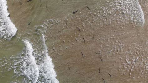 florida surfer  drone  capture awe inspiring views  sharks wsvn news miami news