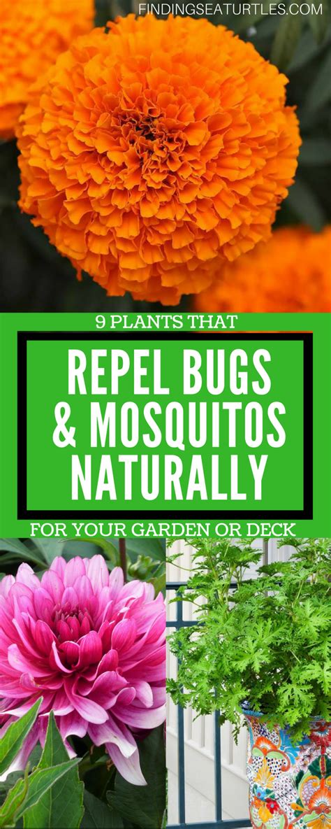plants  repel bugs naturally