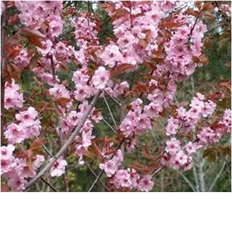 flowering plum blireana deciduous trees mature perth wa
