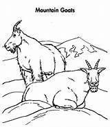 Mountain Goat Coloring Pages Couple 88kb 696px Drawings sketch template