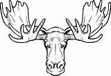 Moose Antlers Rack Antler Webstockreview sketch template