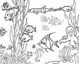 Habitats Ocean Arrecifes Coral Fundo Saltwater Printablee Printables Imagenesdepaisajes sketch template