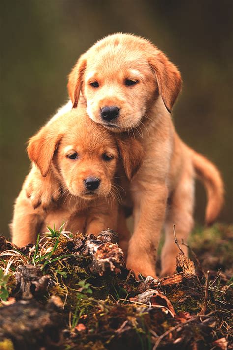 cute baby animal dogs wallpaper   wallpaperup