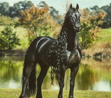 top  pictures pictures  black horses full hd