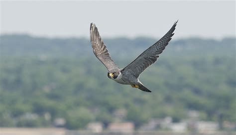 habitat peregrine falcon