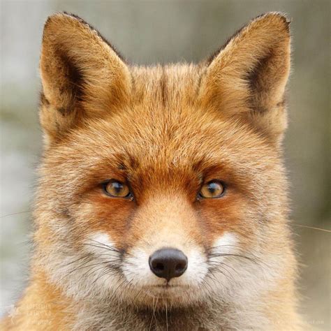 enjoy beautiful   lil foxes  verge
