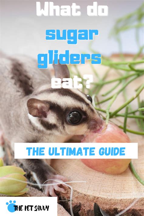 sugar gliders eat complete guide sugar glider sugar glider pet sugar glider food
