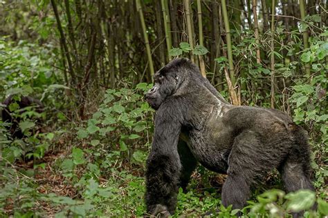 interesting facts  silverback mountain gorillas