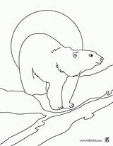 Polar Oso Arctic Ours Polaire Urso Pintar Osos Colorier Polares Coloriage Hellokids Línea sketch template
