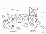Coloring Cat Bengal Pages Tabby Spotted Brown Drawing Printable sketch template