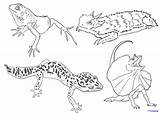 Dragon Komodo Coloring Lizard Reptile Drawing Gecko Kids Line Draw Pages Leopard Drawings Color Getdrawings Paintingvalley Vector Lizards Getcolorings Odd sketch template