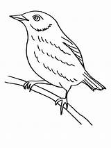 Blackbird Coloring Pages Thrush Birds sketch template