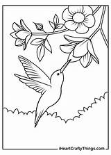 Hummingbird Hummingbirds Iheartcraftythings sketch template