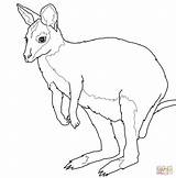 Wallaby Australian Animals Coloring Pages Printable Kids Colouring Template Color Drawing Supercoloring Brisbane Printables Source Categories Silhouettes sketch template