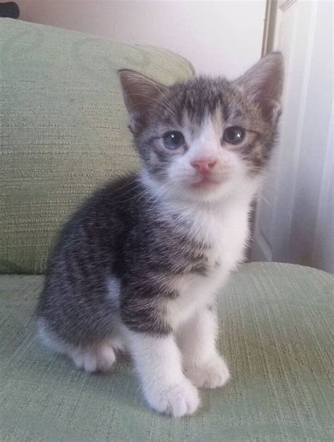 grey and white tabby male kitten ready 27th jan reserved in