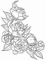 Coloring Peony Flower Pages Drawing Flowers Tattoo Color Line Pattern Drawings Visit Template Sketches Getcolorings Print Printable Getdrawings перейти sketch template