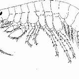 Amphipods Freshwater Diversity Crustacea Amphipoda Barnard Amphipod Birstein Oskari Outline Distributions sketch template