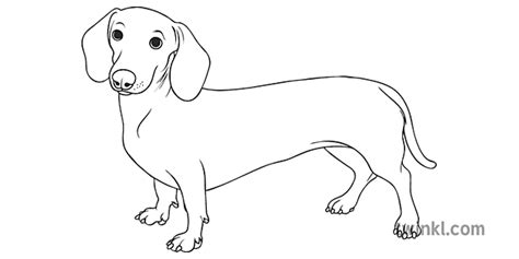 dachshund general sausage dog pets animals long secondary black  white