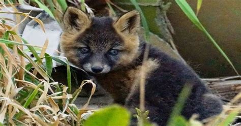 cross fox characteristics interesting facts    learn  nature