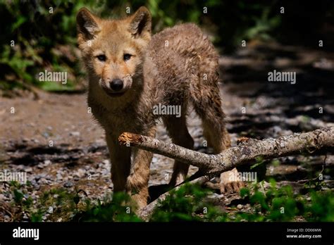 young wolf  res stock photography  images alamy